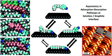 Amphiphile self-assembly dynamics at the solution-solid interface reveal asymmetry in head/tail desorption