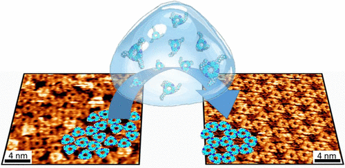 Solution-Mediated Annealing Pathways Are Critical for Supramolecular Ordering of Complex Macrocycles at Surfaces