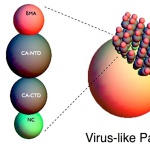 International Award for HIV-1 Research