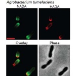 Direct Fluorescent Labeling of Live Bacterial Cells